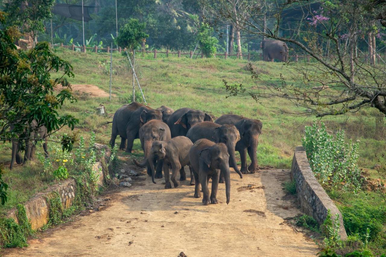 Pinnawala Elephant Front View Hotel Rambukkana Bagian luar foto